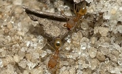 Pheidole bilimeki