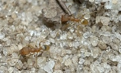 Pheidole bilimeki