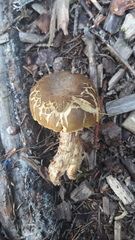 Xerocomus ferrugineus