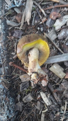 Xerocomus ferrugineus