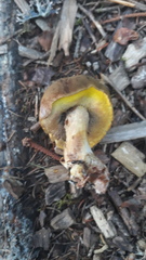 Xerocomus ferrugineus