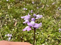 Nuttallanthus canadensis