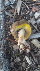 Xerocomus ferrugineus