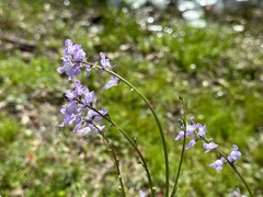 Nuttallanthus canadensis