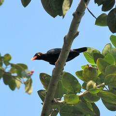Gracula religiosa