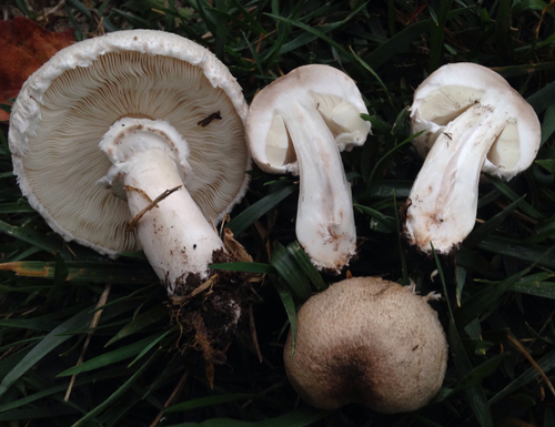 Leucocoprinus barssii