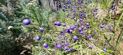 Dianella tasmanica
