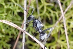 Polyrhachis