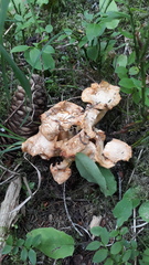 Cantharellus amethysteus
