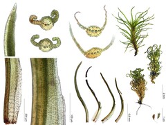 Pseudosymblepharis schimperiana