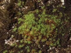 Pseudosymblepharis schimperiana