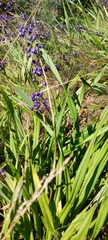 Dianella tasmanica