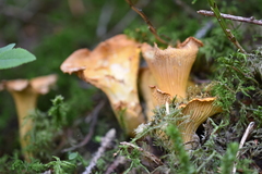 Cantharellus amethysteus