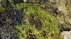 Pseudosymblepharis schimperiana