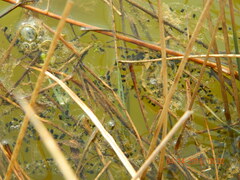 Bufo bufo