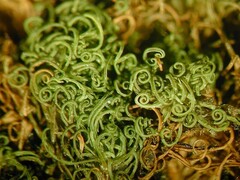 Pseudosymblepharis schimperiana