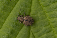 Strophosoma melanogrammum