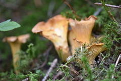 Cantharellus amethysteus