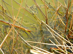 Bufo bufo
