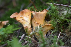 Cantharellus amethysteus