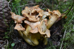 Cantharellus amethysteus