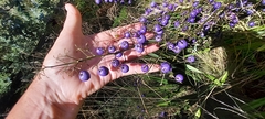 Dianella tasmanica