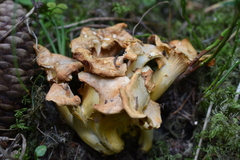 Cantharellus amethysteus