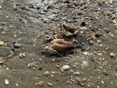 Macridiscus aequilatera