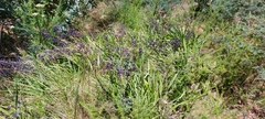 Dianella tasmanica