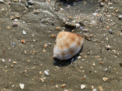 Macridiscus aequilatera