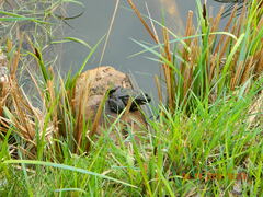 Pelophylax ridibundus