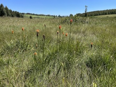 Kniphofia uvaria