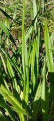 Dianella tasmanica
