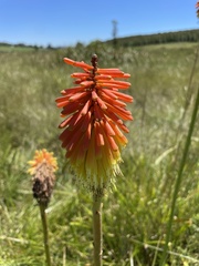 Kniphofia uvaria