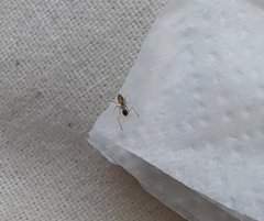 Tapinoma melanocephalum