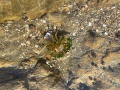 Anthopleura fuscoviridis