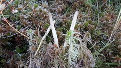 Clavaria sphagnicola