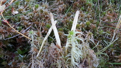 Clavaria sphagnicola