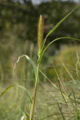 Setaria italica