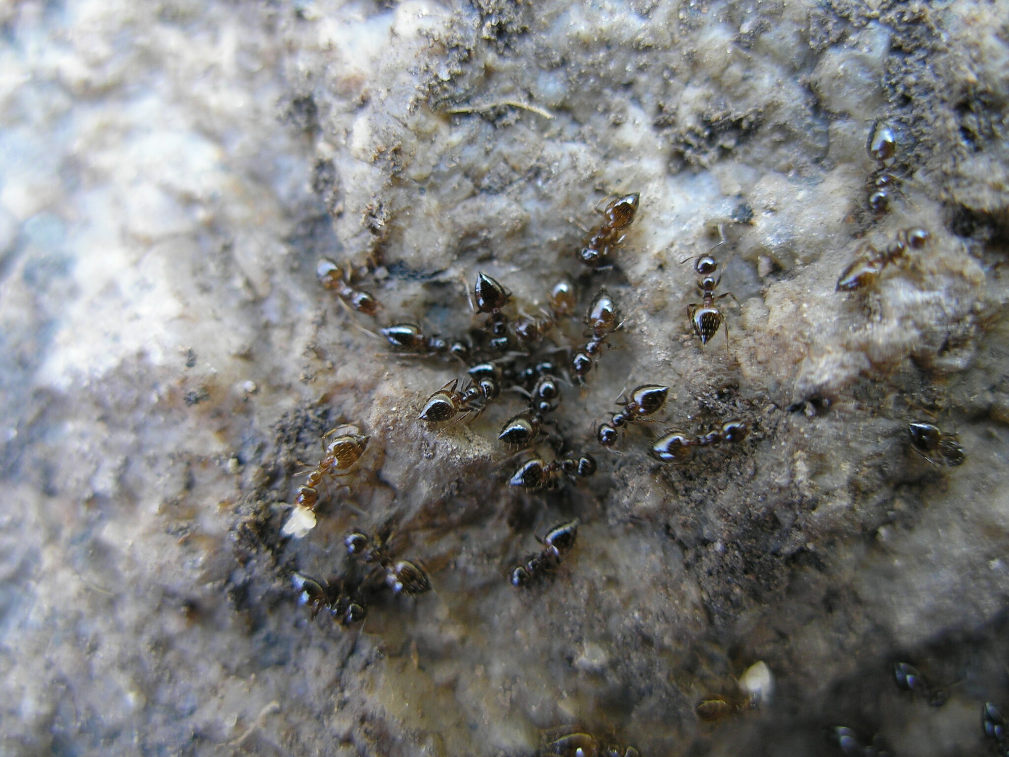 Crematogaster bogojawlenskii