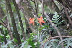 Hippeastrum