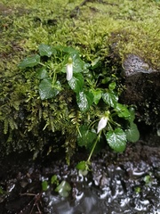 Viola adenothrix