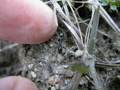 Cataglyphis aenescens