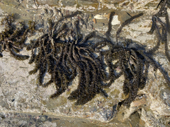 Sargassum muticum