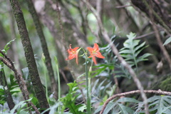 Hippeastrum