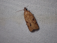 Constrictana constrictana