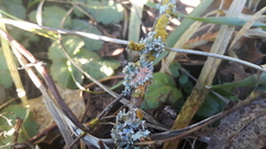 Erythricium aurantiacum