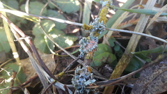 Erythricium aurantiacum