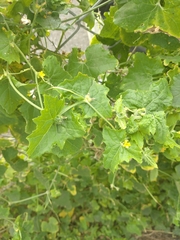 Cucumis maderaspatanus