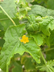 Cucumis maderaspatanus